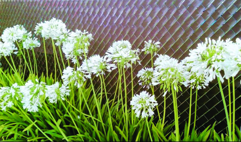 CB Cerco es 100% ecológico